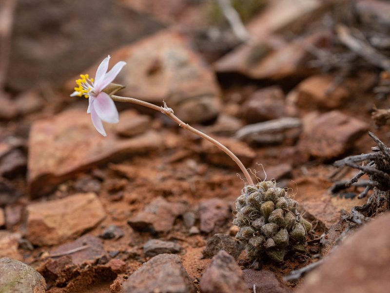Anacampseros albidiflora, photographed by James Deacon
