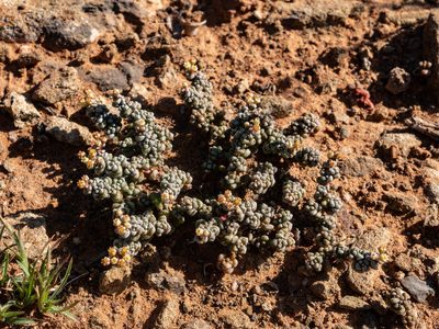 Crassula corallina, photographed by James Deacon