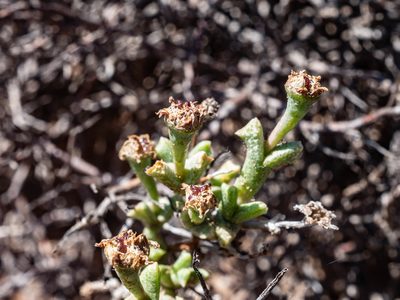 Ruschia vanderbergiae, photographed by James Deacon