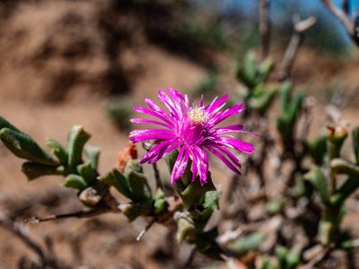 Ruschia vanderbergiae, photographed by James Deacon