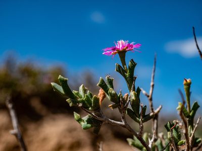 Ruschia vanderbergiae, photographed by James Deacon