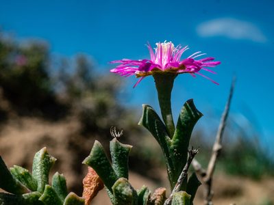 Ruschia vanderbergiae, photographed by James Deacon