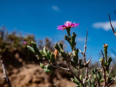 Ruschia vanderbergiae, photographed by James Deacon