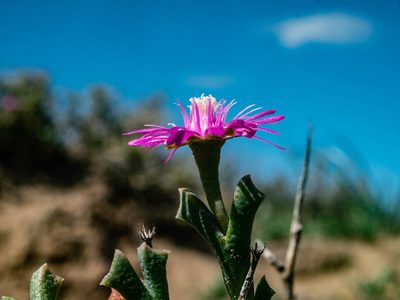 Ruschia vanderbergiae, photographed by James Deacon