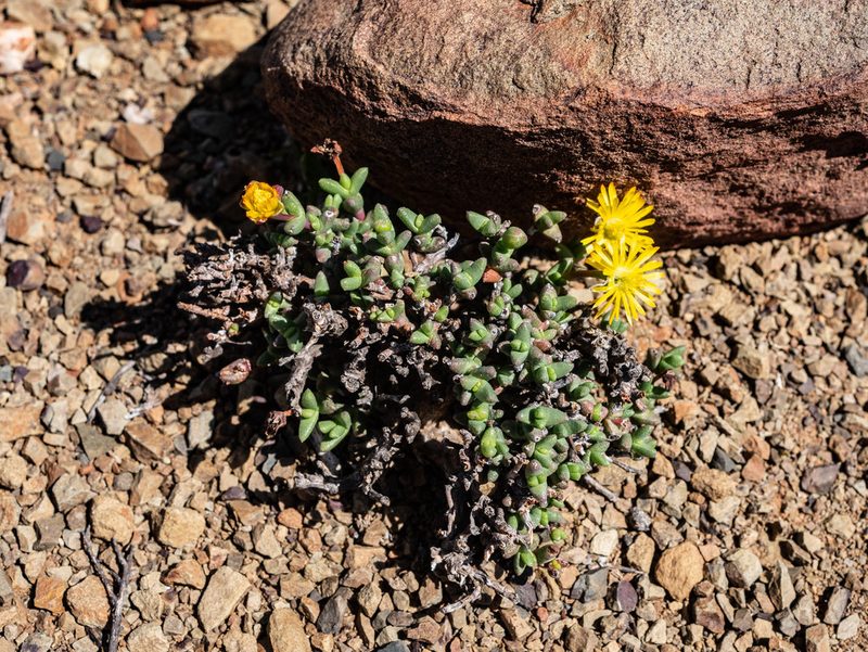 Chasmatophyllum stanleyi, photographed by James Deacon
