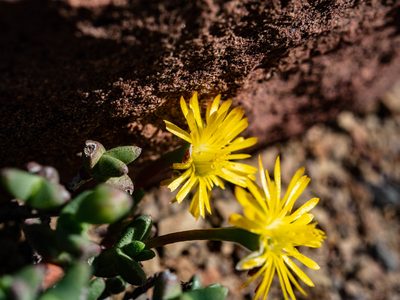 Chasmatophyllum stanleyi, photographed by James Deacon