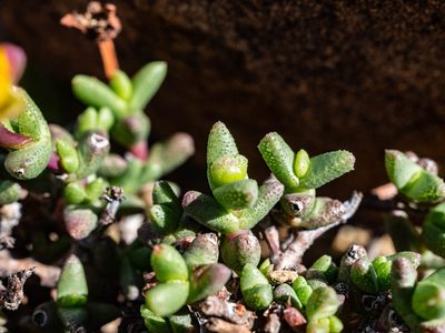 Chasmatophyllum stanleyi, photographed by James Deacon