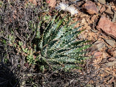 Aloe longistyla, photographed by James Deacon