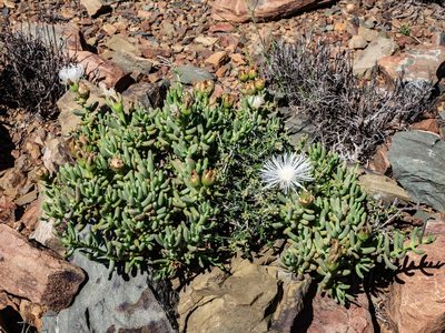 Mesembryanthemum tetragonum, photographed by James Deacon