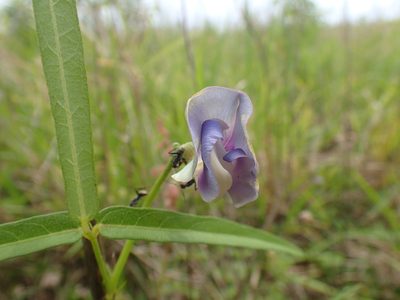 Vigna unguiculata, photographed by Mahomed Desai