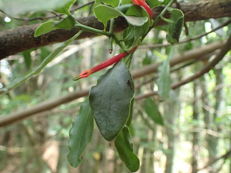 Agelanthus kraussianus, photographed by Mahomed Desai