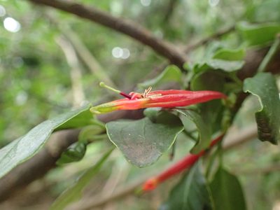 Agelanthus kraussianus, photographed by Mahomed Desai