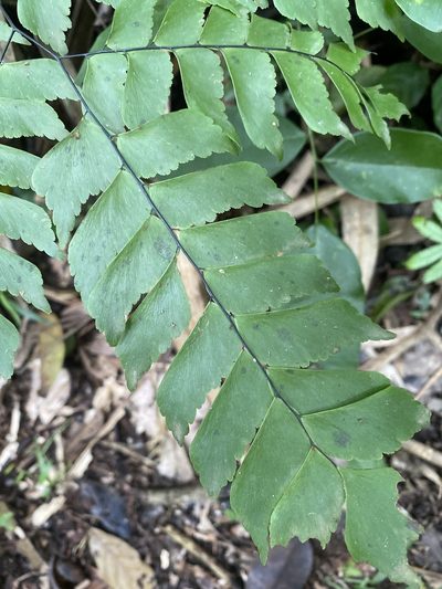 Adiantum trapeziforme, photographed by Grete Pasch