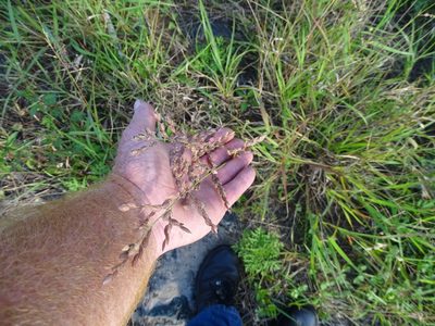 Eragrostis capensis, photographed by Shaun Swanepoel