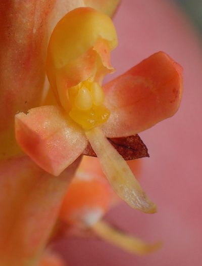 Disa chrysostachya, photographed by Nicola van Berkel