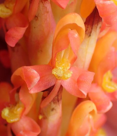 Disa chrysostachya, photographed by Nicola van Berkel