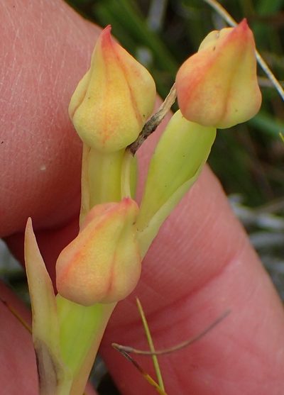 Pterygodium cleistogamum, photographed by Nicola van Berkel