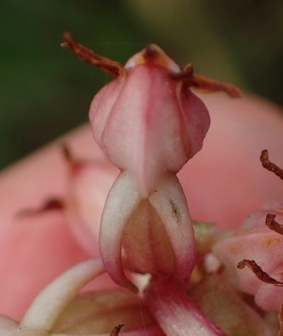 Satyrium ligulatum, photographed by Nicola van Berkel