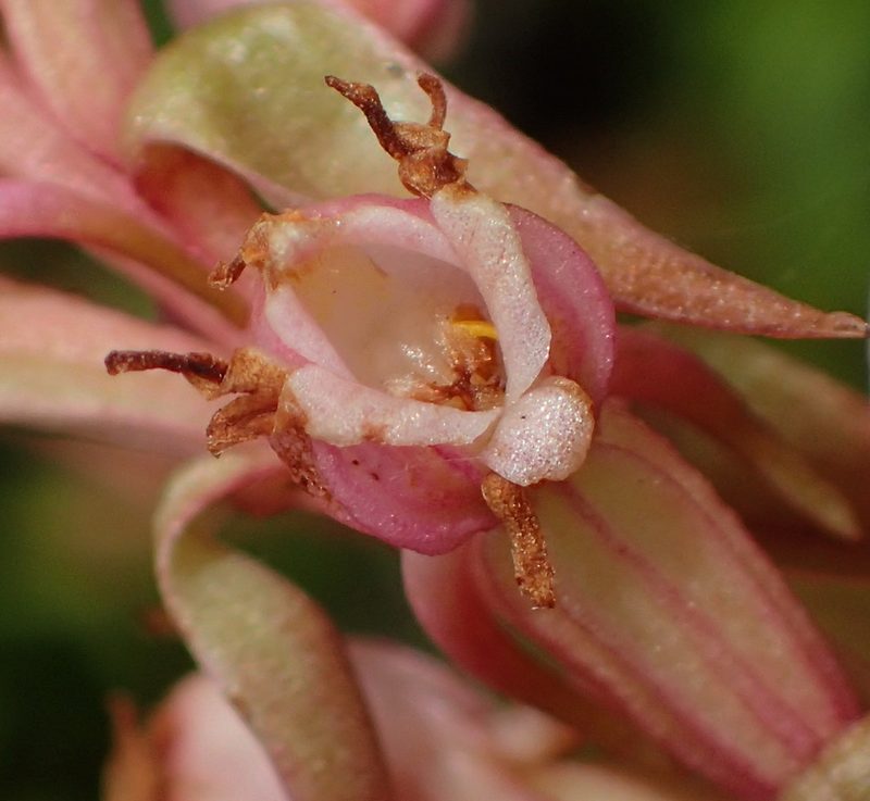 Satyrium ligulatum, photographed by Nicola van Berkel