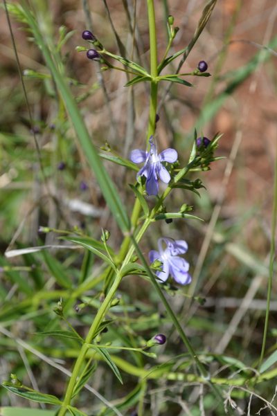 Rotheca louwalbertsii, photographed by Hildegard Klein