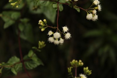 Ageratina gracilis, photographed by Andrés Ramírez-Barrera