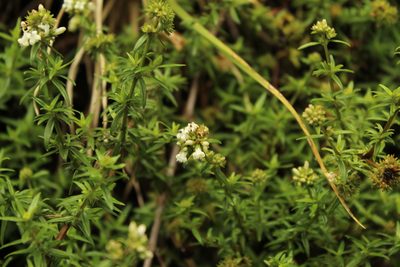 Galianthe bogotensis, photographed by Andrés Ramírez-Barrera
