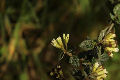 Chromolaena bullata, photographed by Andrés Ramírez-Barrera