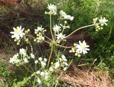 Knowltonia cordata, photographed by Nicola van Berkel