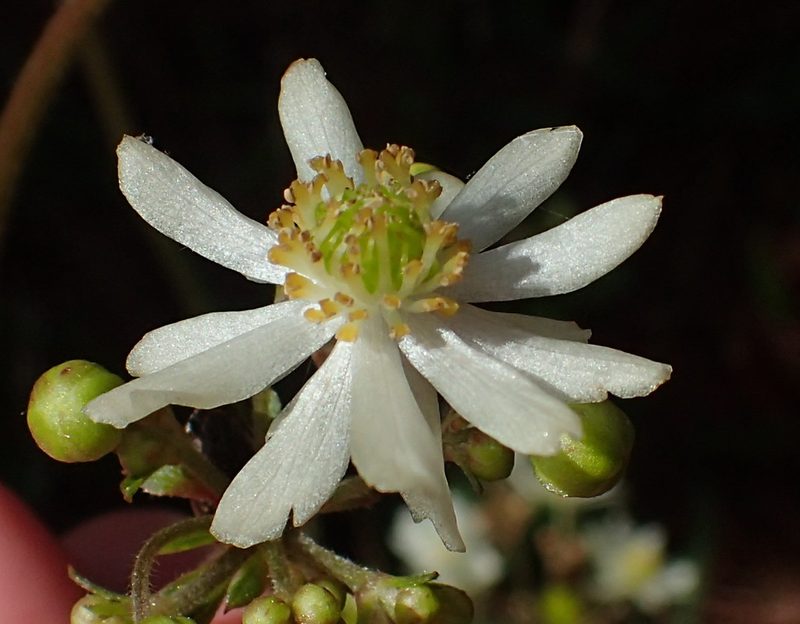 Knowltonia cordata, photographed by Nicola van Berkel