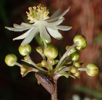 Knowltonia cordata, photographed by Nicola van Berkel