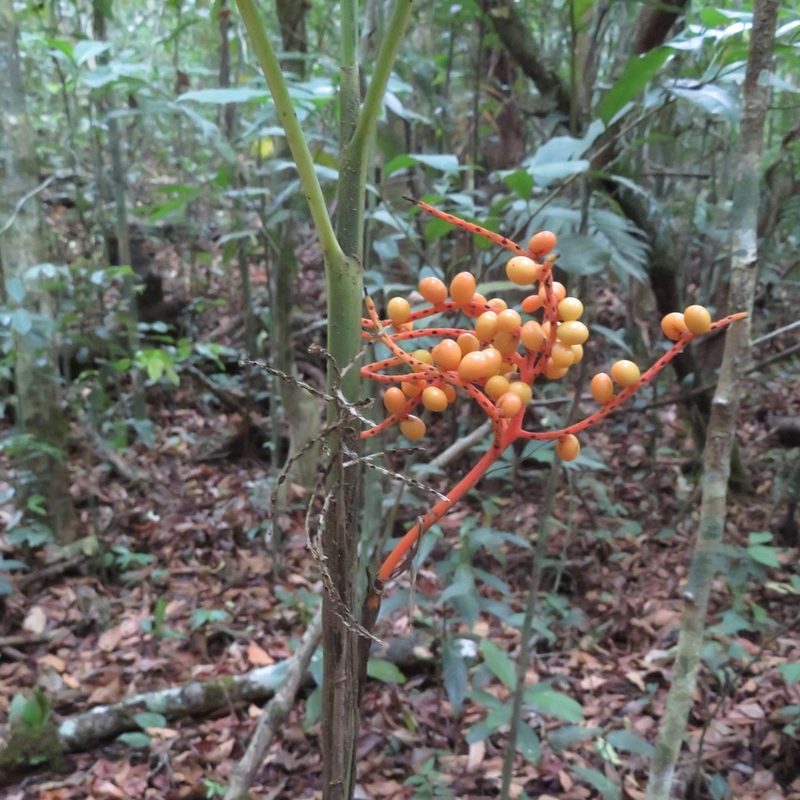 Chamaedorea costaricana, photographed by Daniel Levitis