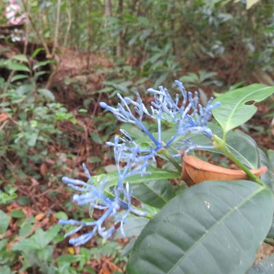 Faramea multiflora, photographed by Daniel Levitis