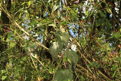Smilax tomentosa, photographed by Andrés Ramírez-Barrera