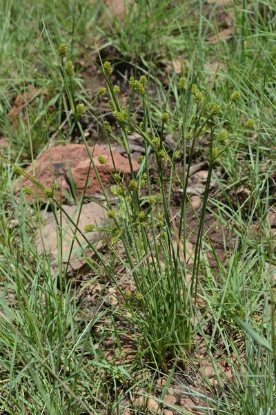 Cyperus uitenhagensis, photographed by Hildegard Klein