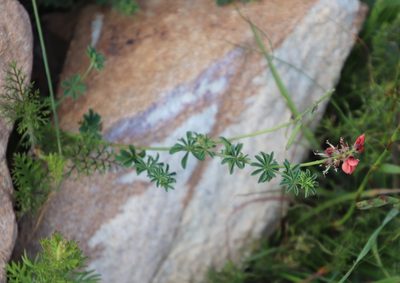 Indigofera digitata, photographed by Tony Rebelo