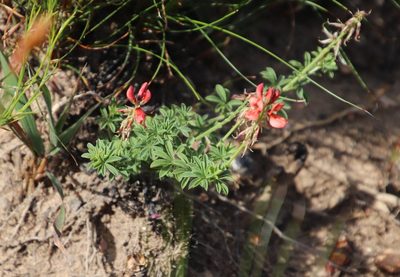 Indigofera digitata, photographed by Tony Rebelo