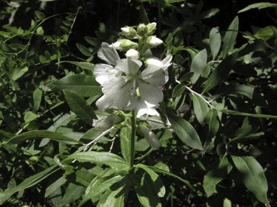 Sidalcea candida, photographed by Craig Martin