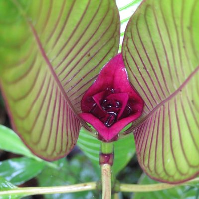 Palicourea chiriquiensis, photographed by Daniel Levitis