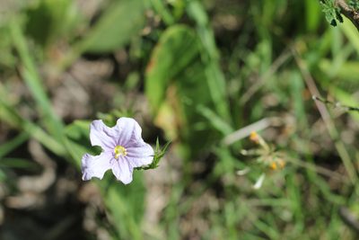 Nierembergia linariifolia, photographed by Romi Galeota Lencina