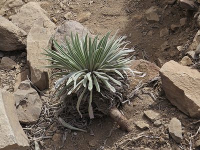 Echium wildpretii, photographed by Yves Bas