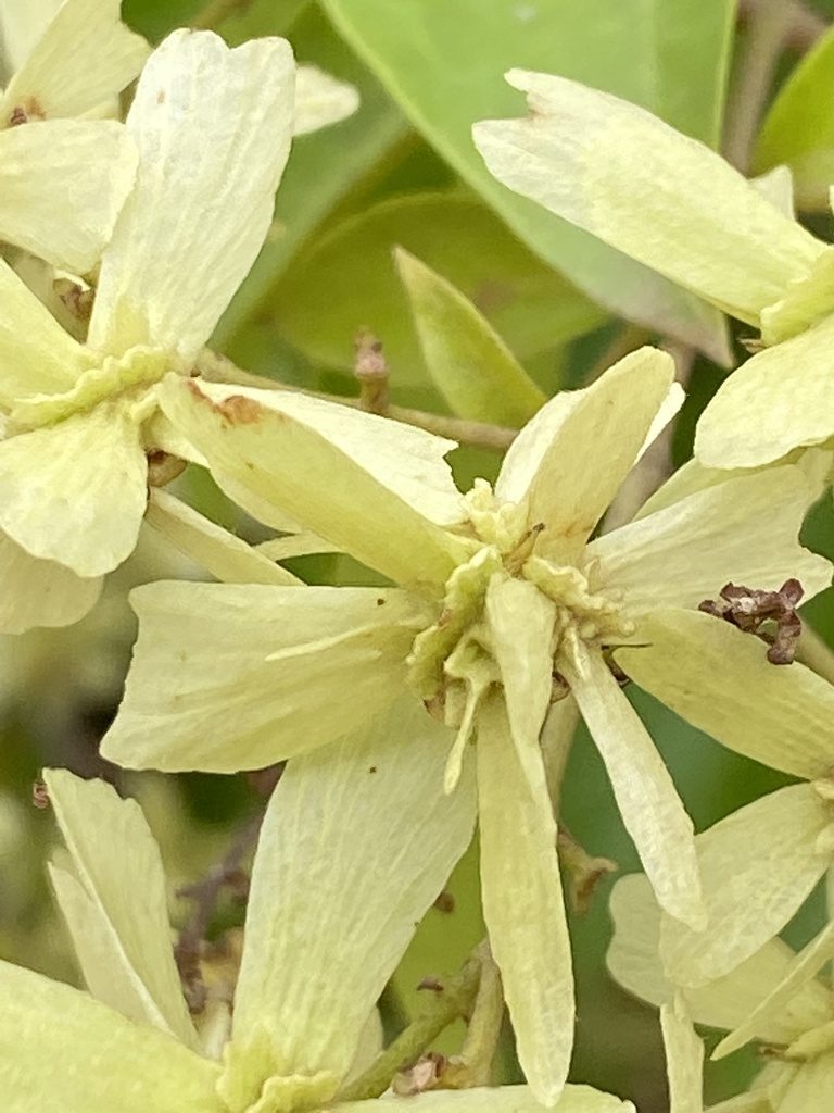 Niedenzuella acutifolia, photographed by Jean-Paul Boerekamps