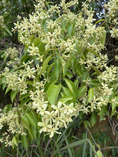 Niedenzuella acutifolia, photographed by Jean-Paul Boerekamps