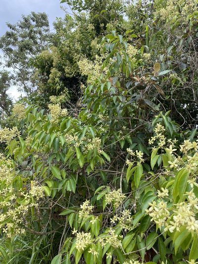 Niedenzuella acutifolia, photographed by Jean-Paul Boerekamps