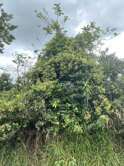 Niedenzuella acutifolia, photographed by Jean-Paul Boerekamps