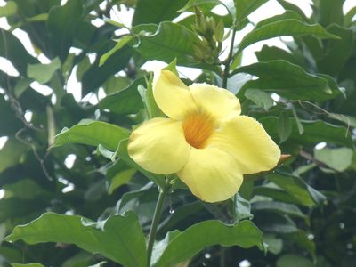 Allamanda cathartica, photographed by Jean-Paul Boerekamps