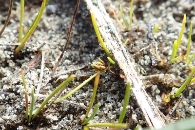 Isolepis basilaris, photographed by Arnim Littek
