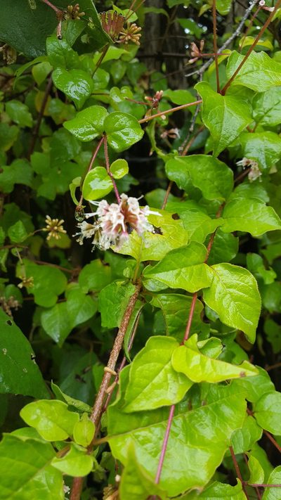 Pisoniella arborescens, photographed by Eugenio Padilla