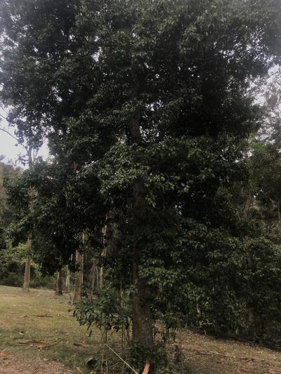 Cryptocarya sclerophylla, photographed by tallarook