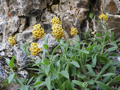 Myosotis macrantha, photographed by Santiago Martín-Bravo