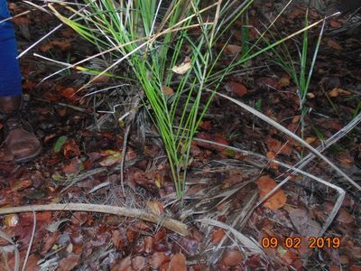 Pseudophoenix sargentii, photographed by Sebastián de Jesús Herrera Buenfil